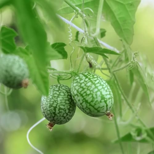 Carbeth Plants Cucamelon Plant in 9cm Pot