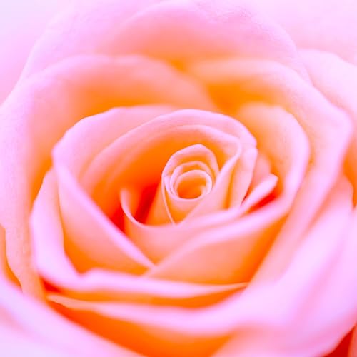 Love Is What We Are cover art