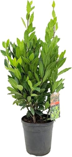 Echter Gewürzlorbeer - Laurus nobilis | Aromatisch, Pflegeleicht & Winterhart | Ideale Kräuterpflanze für Garten & Küche LK-Gartenwelt