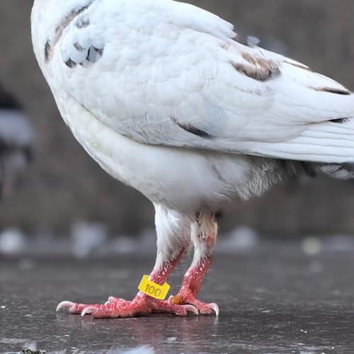 VANZACK Anel De Perna De Pássaro 100 Peças De Faixas De Perna De Pombo Anéis De Pé De Pássaro Etique