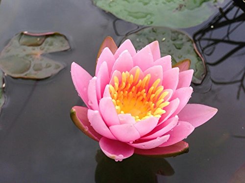 Live Aquatic Plant Nymphaea Fabiola Louisiana Pink Hardy Water Lilies Tuber for Aquarium Freshwater Fish Pond by Greenpro