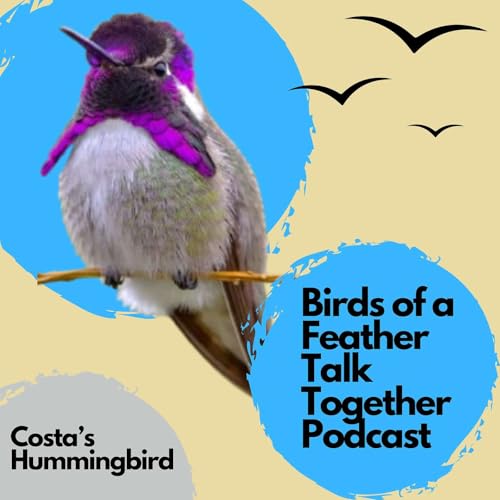 142: Costa's Hummingbird - Is Their Range Expanding? A Listener Request!