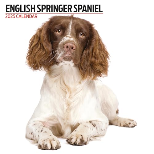 English Springer Spaniel 2025 Modern Calendar, Various