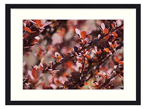 OiArt Wall Art Print Wood Framed Home Decor Picture Artwork(24x16 inch) - Barberry