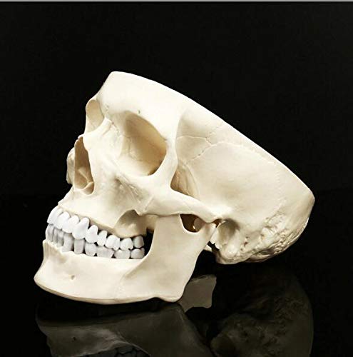 Model czaszki człowieka, model anatomiczny głowy, anatomiczna głowa, materiały dydaktyczne do nauki anatomii, 21 * 8 * 1