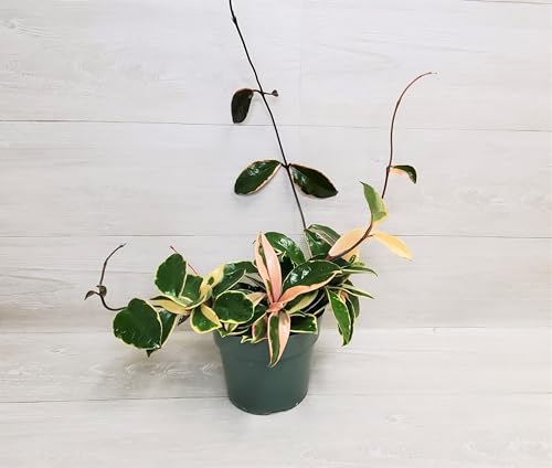 Premium 6 Inch Hoya Krimson Queen – Large Live Houseplant in Hanging Pot, Variegated Tricolor Wax Plant, Vining & Easy Care Indoor Plant