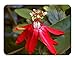 Emeralds TM Passiflora Scarlet Flame Passion Flower Vine Live Plant 4 Inch Pot