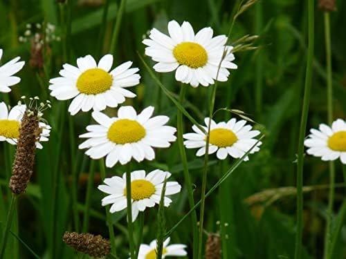 100 Semi di Camomilla (Chamaemelum Nobile - Anthemis Nobilis)…
