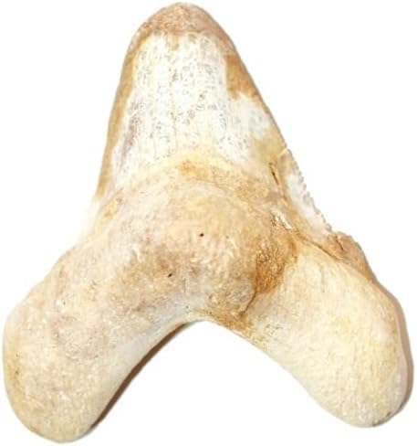 otodus sokolovi Fossil (Fossils) DAK34