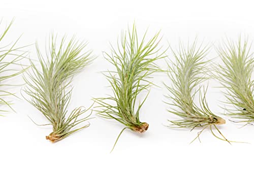 Air Plant Funkiana Tillandsia - Available In Wholesale And Bulk - Live Succulent House Plants - Home And Garden Decor - Easy Care Indoor And Outdoor Plants (Pack Of 5) #TOP1