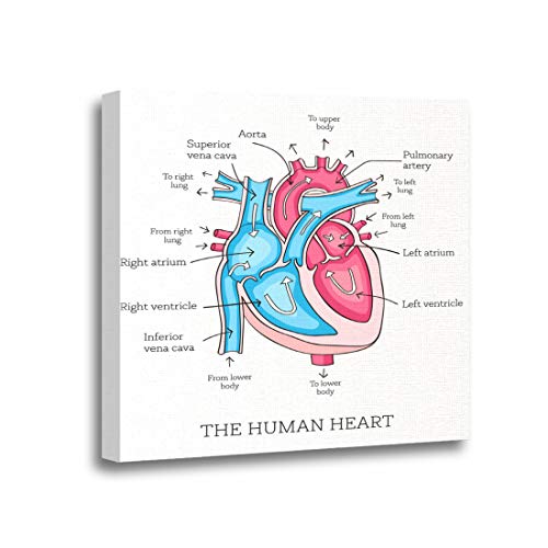 Ansouyi 12x12 Inches Canvas Wall Art Painting Human Heart Anatomy Educational Diagram Showing Blood Flow Home Decorative Artwork Prints