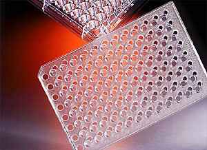 HTS Transwell-96 Permeable Support, 8.0 um PET Membrane