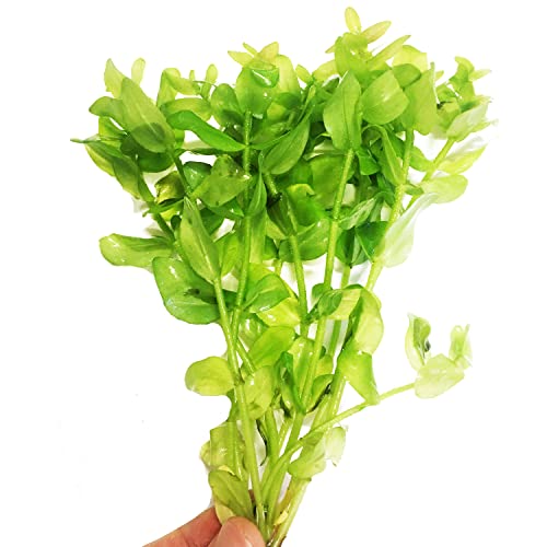 Planterest - Bacopa Carolina Bunch Water Hyssop Live Aquarium Plant Decorations BUY2GET1FREE
