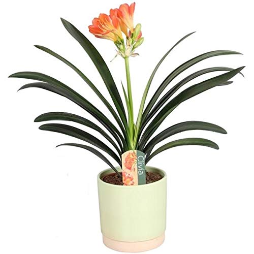 Blumen-Senf Clivia Miniata Zimmerpflanze Orange 40cm