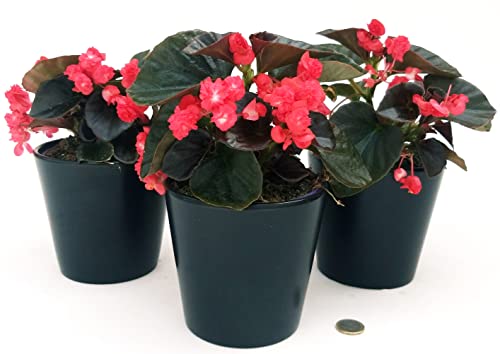 POWERS TO FLOWERS - BEGONIA DOUBLET ROSSA, 3 PIANTE, VASO 13 CM DIAMETRO, piante vere