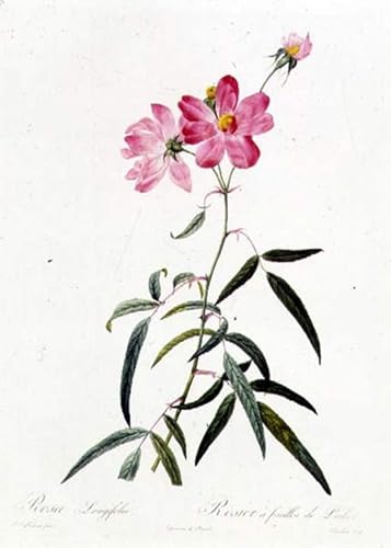 Peinture murale Rosa Longifolia - Toile grand format 60x90 pour habiller un salon