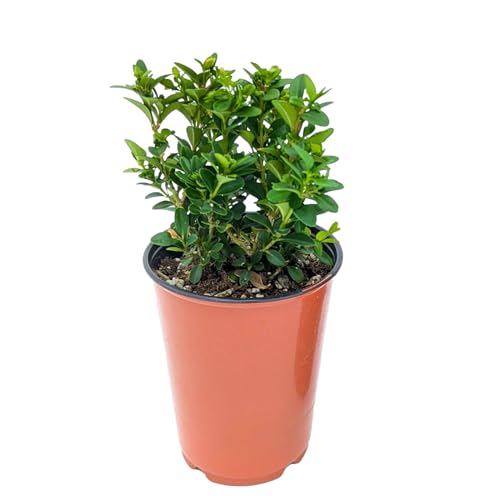 Boxwood Green Mountain