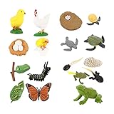 🐢🐢Verbessern Fähigkeiten- lebenszyklus schmetterling Schmetterlinge Rooster Frösche und Schildkröte leben zyklus set sind spaß spielzeug für kinder ein interesse in insekten und natur erkunden. Und auch sie sind große lehre und lernen werkzeuge für homeschoolers und kinder im vorschulalter lehre.