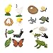 STOBOK 4 Sets Lebensdauer Zyklus Figuren von Schmetterlinge Rooster Frösche Schildkröte Bauernhof Tiere Figuren Insekt Figuren Wachstum Zyklus Spielzeug Set für Kinder Lernen Und