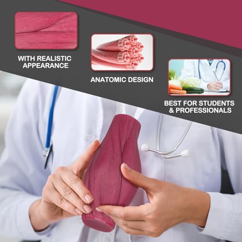 Modelo de grasa y tejido muscular de silicona con base para nutricionistas y atletas 2
