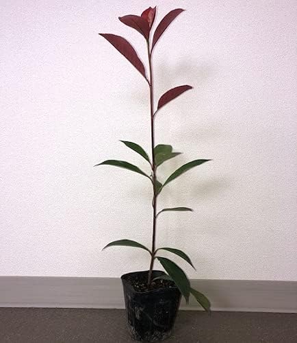 Amazon 花と緑 50本セット レッドロビン 樹高0 6m前後 10 5cmポット れっどろびん ベニカナメモチ ベニカナメ れっどろびん 苗 植木 苗木 生垣 目隠し 植木