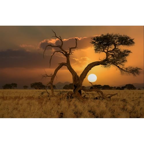 Sunset Desert Reptile Tank Background Beautiful Sunrise Desert Old Tree Terrarium Background Sand Peaks Dunes Sunset Over Desert Reptile Habitat Background Sunset Desert Aquarium Background 24x12in