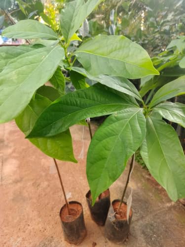 Image of ONE AVOCADO FRUIT PLANT HYBRID ORGANIC OUTDOOR GARDEN LIVE GRAFTING TREE | 24
