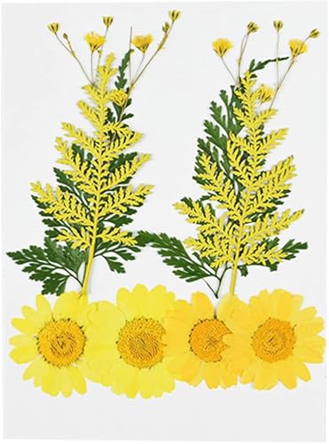 Pequeñas Flores Secas de Crisantemo para Decoración miniatura 5