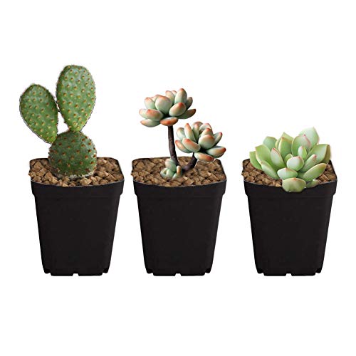3 Inch Nursery Pot,24 Pack Black Small Plastic Square Flower Planting Pot,Square Plants Pots,Plant Starting Container With Drainage Hole #TOP2