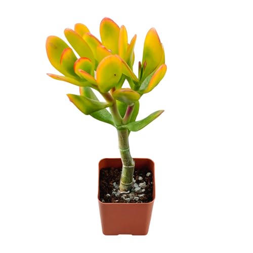 2" Live Succulent Plants Hummel Sunset Jade, Mini Potted Succulents,