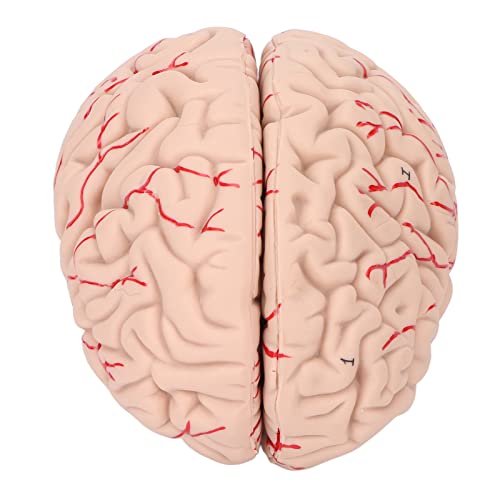 Modelo de cérebro humano, modelos cerebrais anatomicamente precisos para exibição de escola hospital