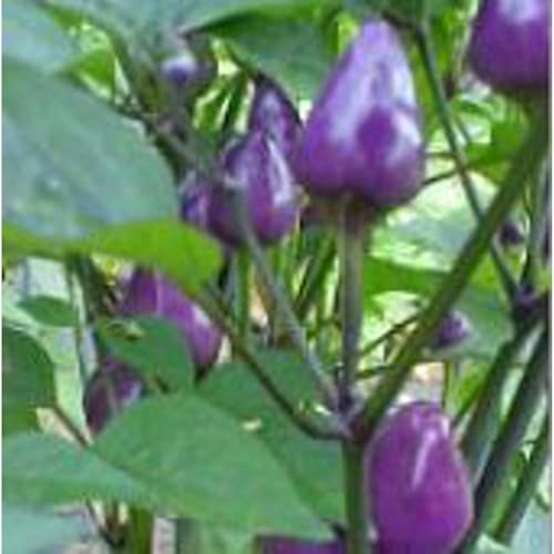 Generic Chinese Five Color Pepper Seeds