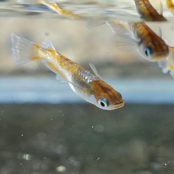 Amazon | (めだか)スーパー銀鱗メダカ （約2.5-3cm）（3匹 