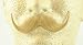 Handlebar Mustache BLONDE - 100% Human Hair - no. 2013 - REALISTIC! Perfect for Theater - Reusable