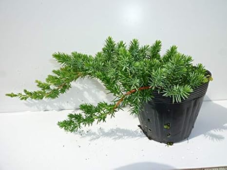 Amazon 10本セット ブルーパシフィック 長さ30cm前後 15cmポット ぶるーぱしふぃっく コニファー ハイビャクシン 苗 植木 苗木 グランドカバー 下草 寄せ植え 低木 植木