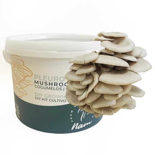 Nam - Kit Autocultivo Setas Ostras, Hongos Incubados, Cultivo Casero Sostenible, Utiliza Residuos de Café, Fácil para Cosechar Champiñones Frescos, Mini Huerto Urbano