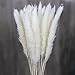 Produktbild RAILONCH 30 Stück Natürliche Pampasgras Getrocknet Pampas Gras Phragmites Trockenblumen Blumenstrauß Deko für Hause Wohnzimmer Fotografie Hotel Hochzeit (Weiß)