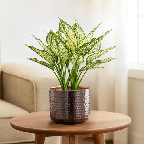 Image of ecofynd 5.5 inches Adam Metal Plant Pot, Decorative Modern Indoor Planter Flower Pots, Home Garden Decor Planter for Living Room Bedroom Interior, Pack of 1 (Copper, POT041)
