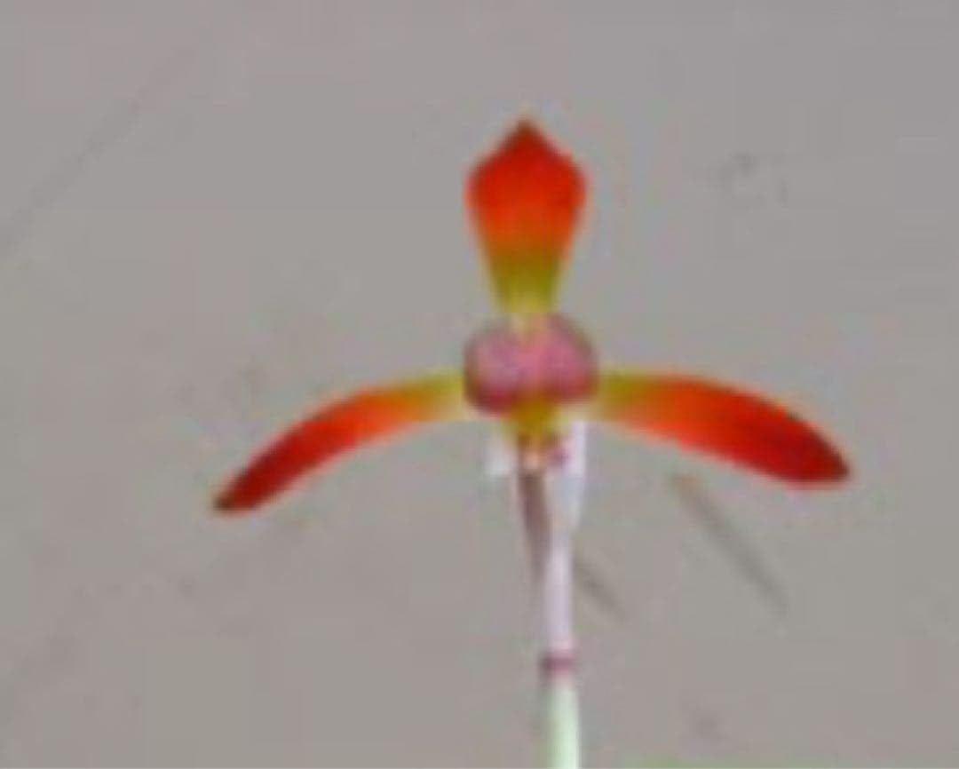 日本春蘭☆赤とんぼ☆赤花☆真っ赤☆6本☆花芽1つ 春蘭