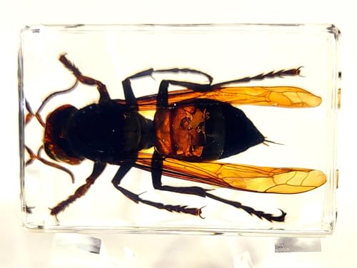 Image of 44mm Real Asian Giant Hornet in Crystal Clear Lucite Resin Crafts Specimen Preserved Various Animal Insect Bug Taxidermy Collection for Biology Science Education & Desk Ornament Display Supplies