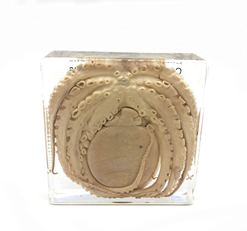 Octopus Specimen（3" X 3" X 1"） #TOP2