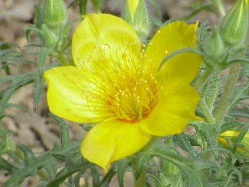 Yellow Blazing Star Seeds