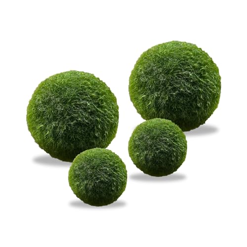 LuckyOpt 4 bolas de algas verdes en vivo, bolas de algas naturales, para acuario, decoradas con bolas de algas verdes, para acuario, decoradas con bolas de algas vivas, 2 tamaños (verde)