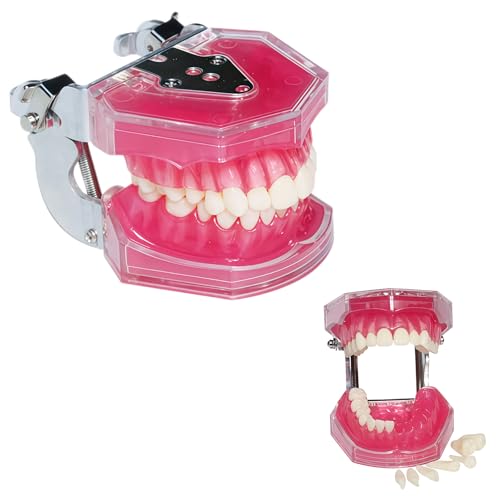 Image of 1 Pack Dental Demonstration Teeth Model with 28 Removable Teeth Teaching Study Model Tool Silica Gel Soft Gum for Dental Education,Dental Training,Demonstrations