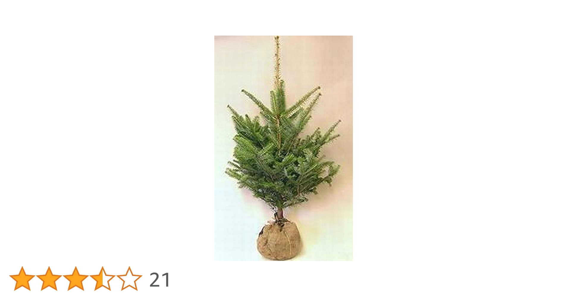 完売　　天然野生の可愛い森の樅の木さん【もみの木＊モミの木＊クリスマスツリー】 完売 【天然＊野生の小さな小さな樅の木さん】もみの木/生まれたて