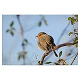 artboxONE Poster 30x20 cm Natur Rotkehlchen Naturfoto - 