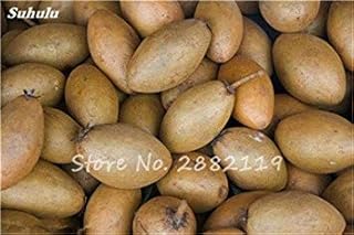 Seeds Hot 20 pcs Sapodilla Seeds External Bonsai Plants agramsero Seed Garden Japanese Fruit Plant Forms Like a Fruit Mango so Delicious 19: Only Seeds