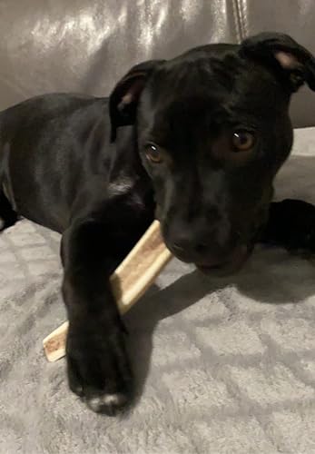 ARTISAN GIFT CO Rothirsch Geweih Hunden Kausnack Halbe Stange für Welpen oder Hunde - Mindestgewicht 51 Gramm (M - 1 stück)