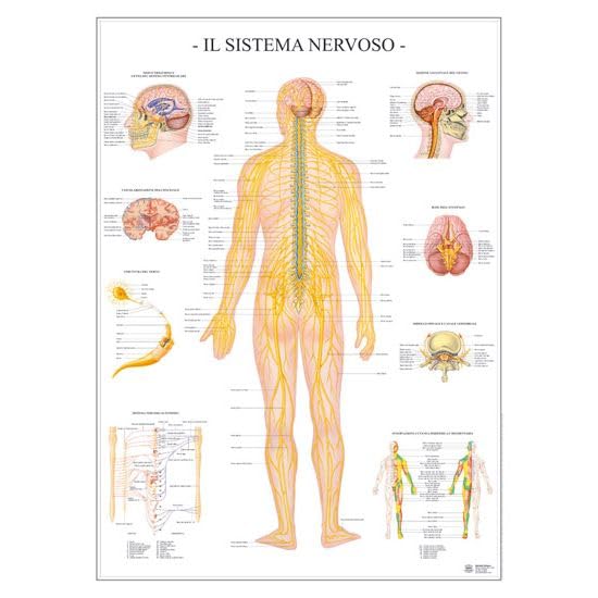 Il Sistema nervoso
