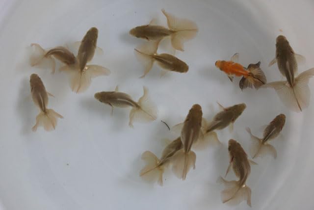 Amazon | ☆国産金魚☆ 土佐金 1匹 2才魚 全長約5～6,5cm (生体60422